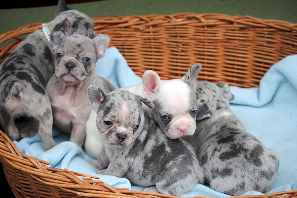 Blue Merle Bulldogge