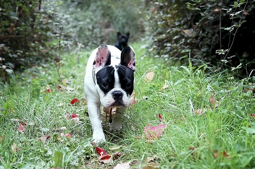 Boston Terrier