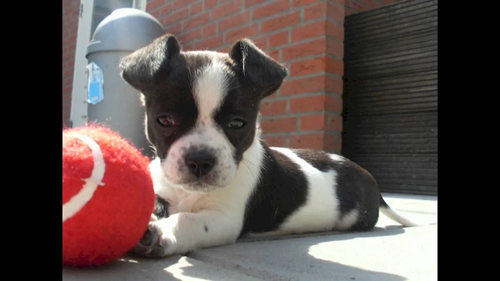 Französische Bulldogge mit gesprenkelter Färbung