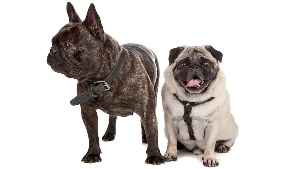 Französische Bulldogge und Mops