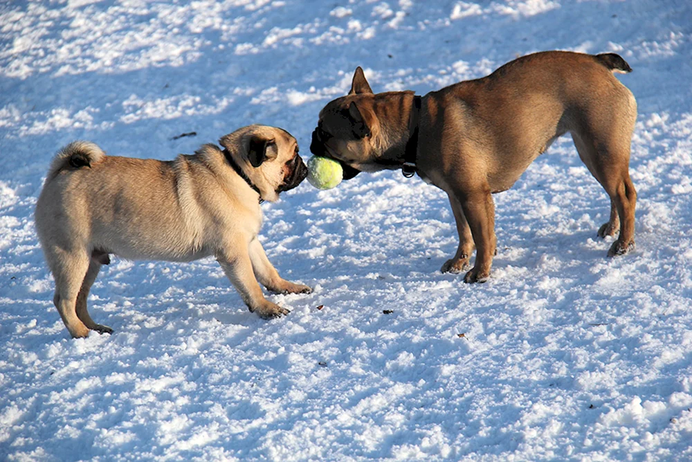 Französische Bulldogge und Mops