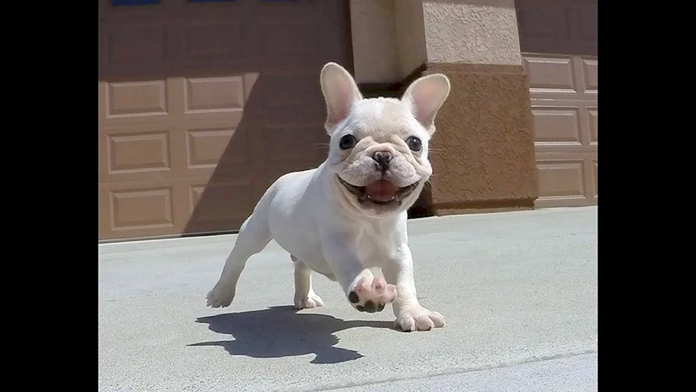 Französische Bulldogge blau reinrassig