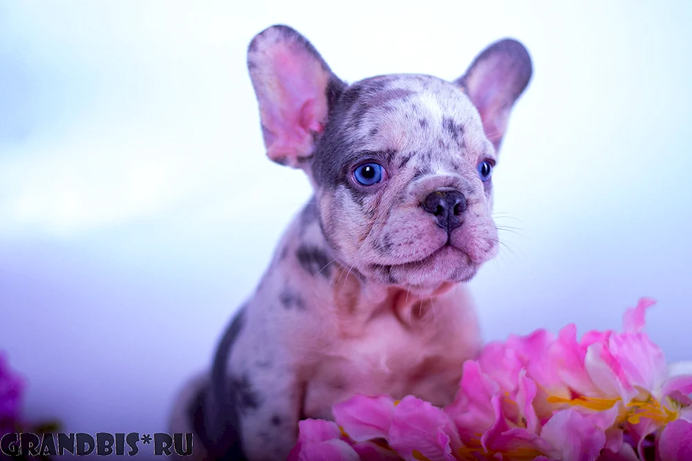 Französische Bulldogge Isabella Merle