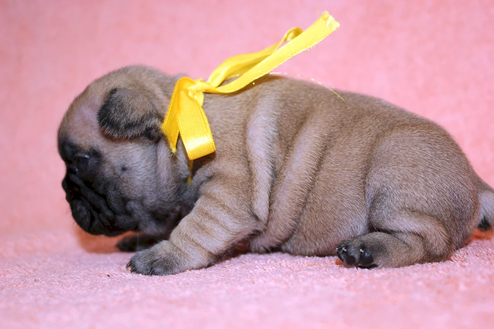 Französische Bulldogge mini