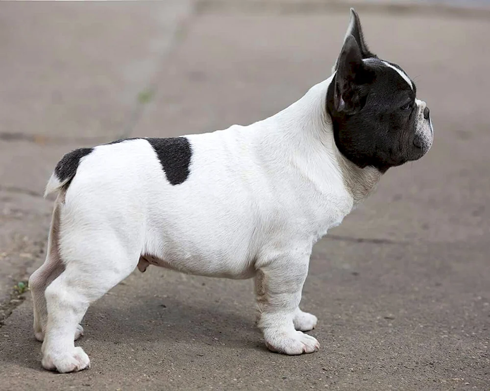 Französische Bulldogge Schwanz gekauft
