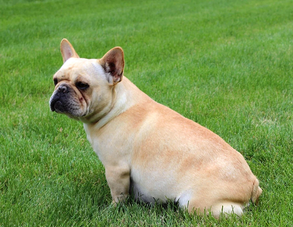 Französische Bulldogge