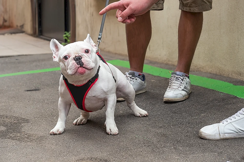 Französische Bulldogge Welpe