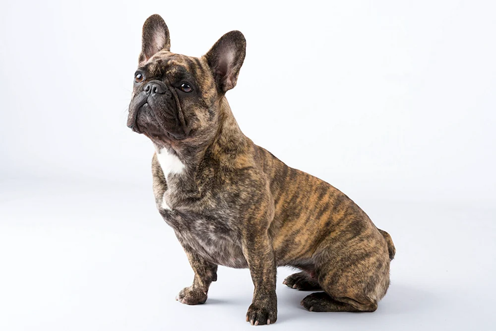 Französische Bulldogge Pied Piper