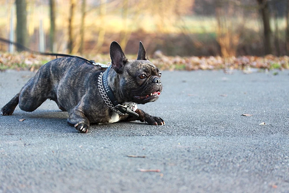 Französische Bulldogge mit ungeschnittenem Schwanz