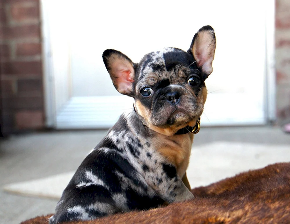 Französische Bulldogge Farbe Merle