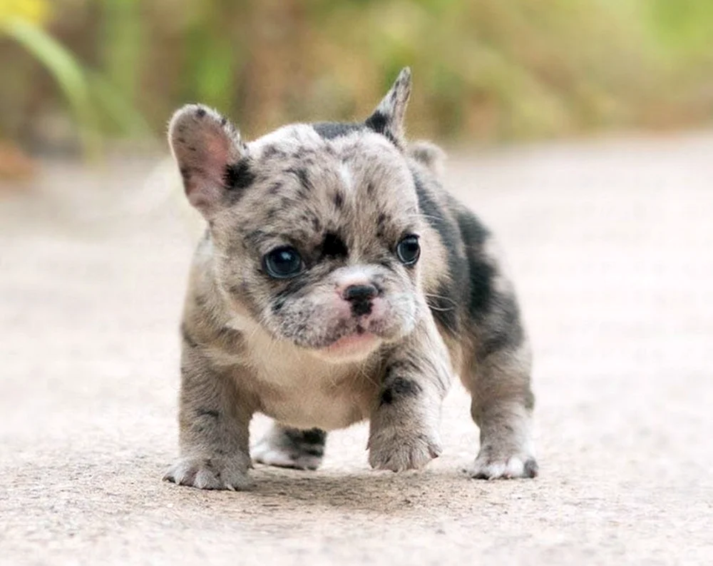 Französische Bulldogge Merle