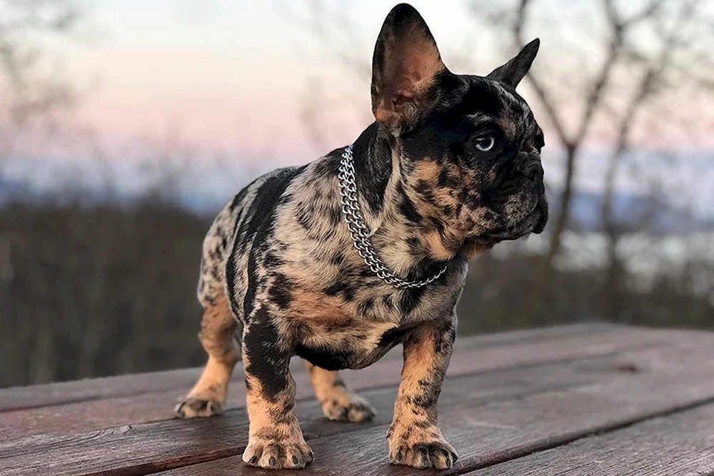 Blue Merle Bulldogge