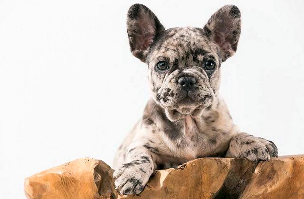 Französische Bulldogge Merle