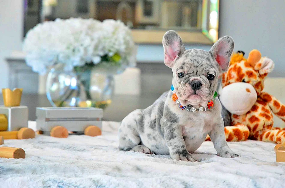 Langhaarige französische Bulldogge Merle