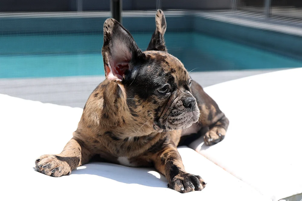 Französische Bulldogge Merle