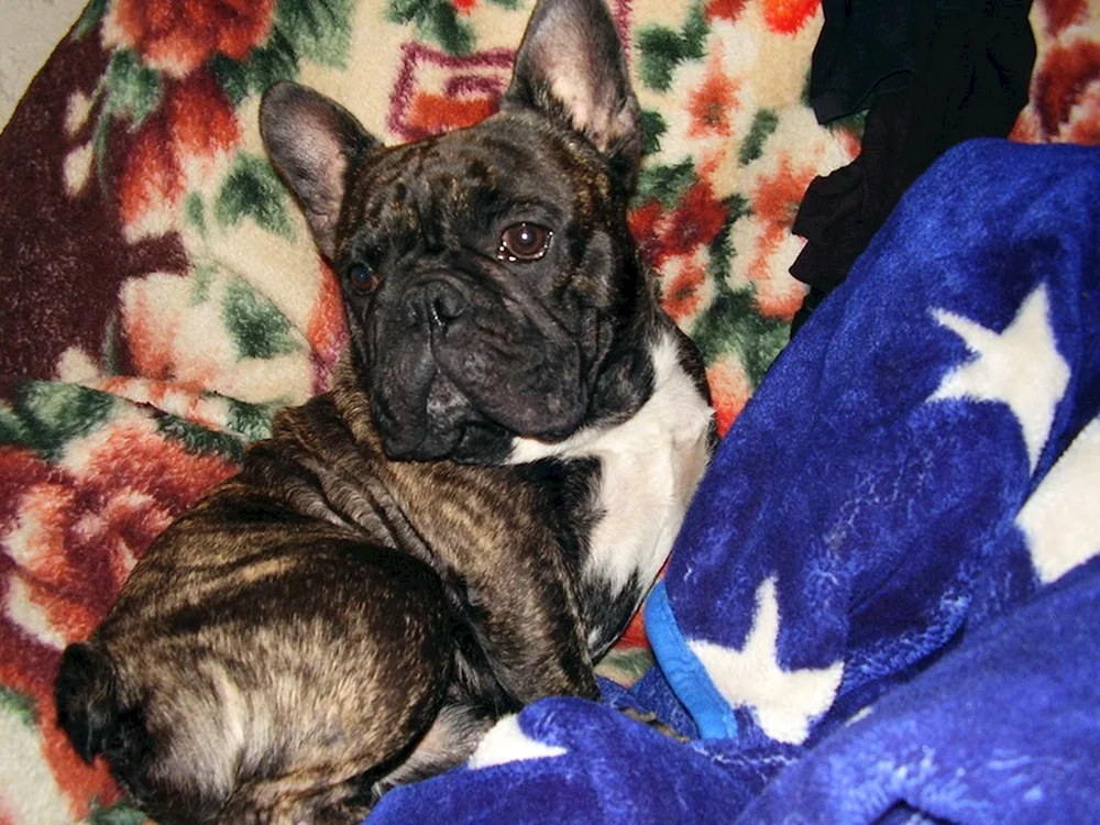 Marmorierte Bulldogge