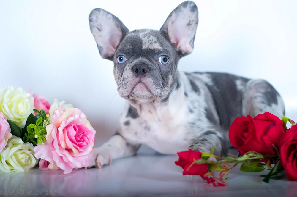 Marmorierte Bulldogge