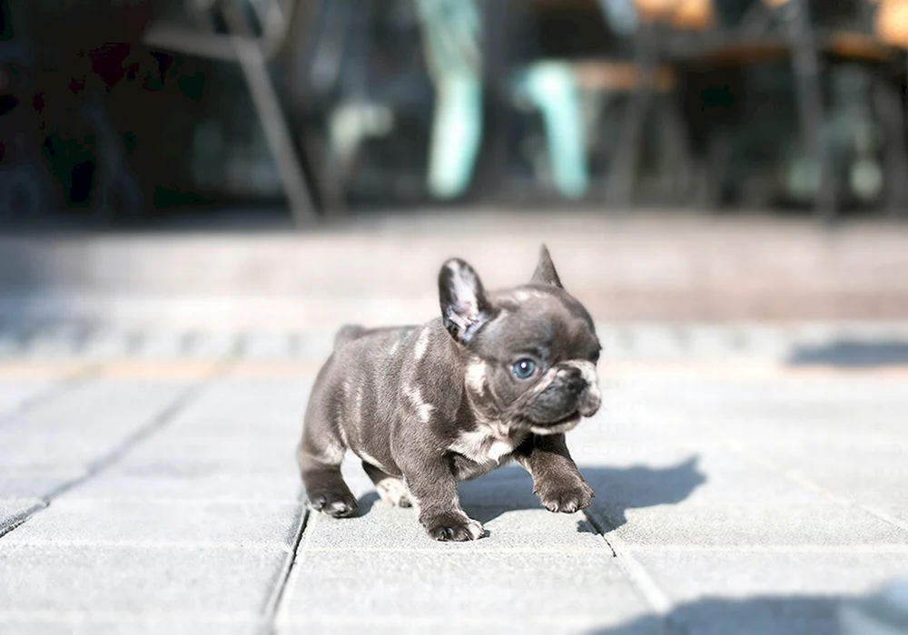 Französische Bulldogge Schwanzklammer