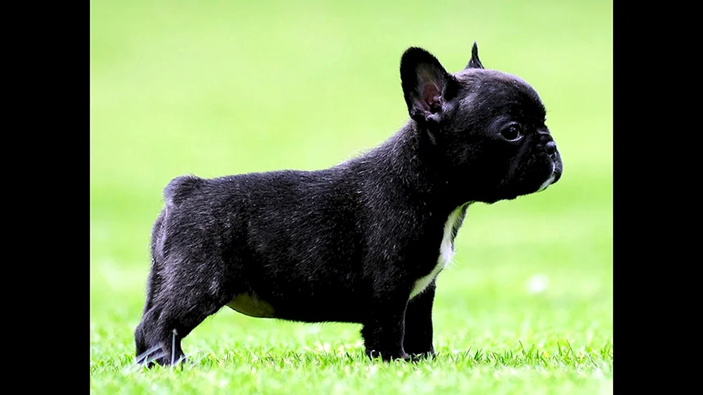 Französische Bulldogge mini schwarz