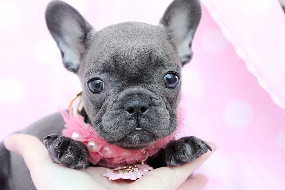 Französische Bulldogge Welpe