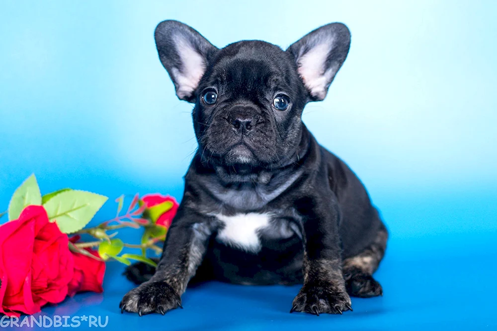 Französische Bulldogge Bulldogge