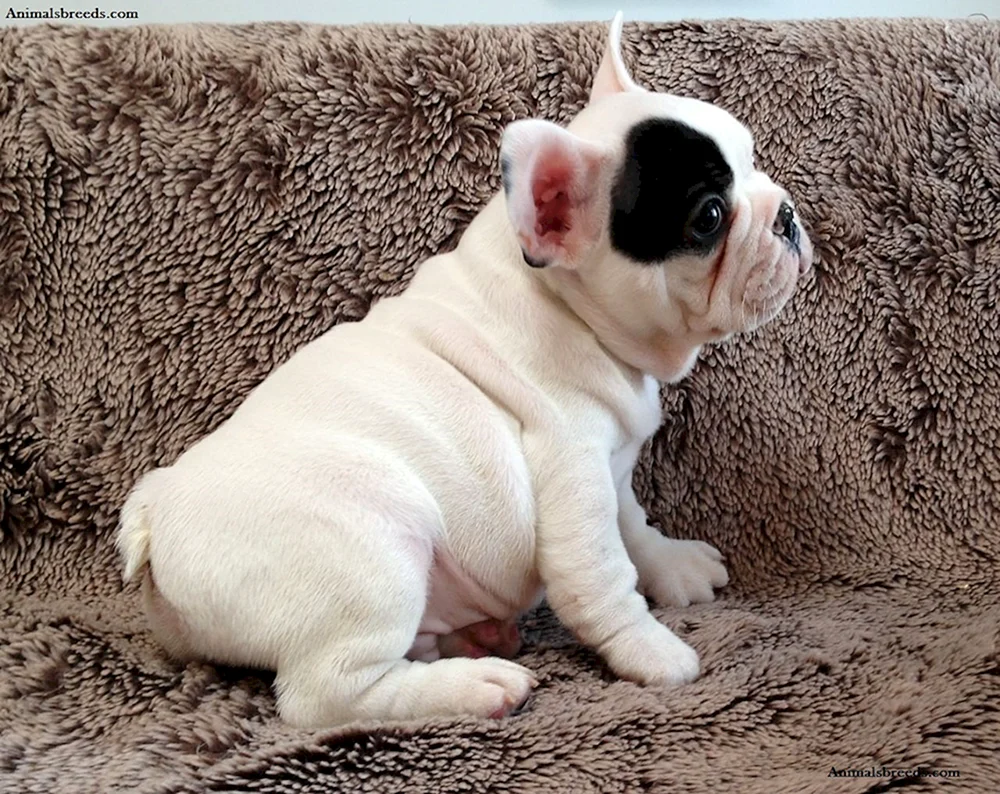 Kurzhaarige Bulldogge