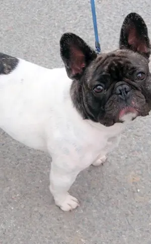 Französische Bulldogge ungeschnitten