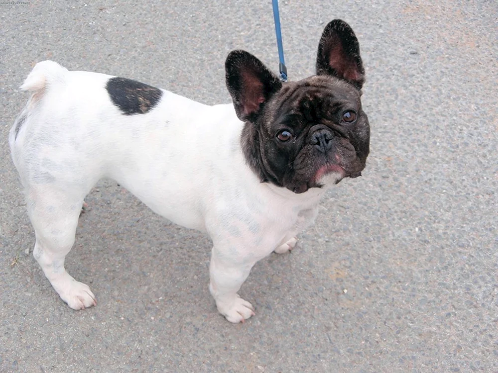 Französische Bulldogge ungeschnitten