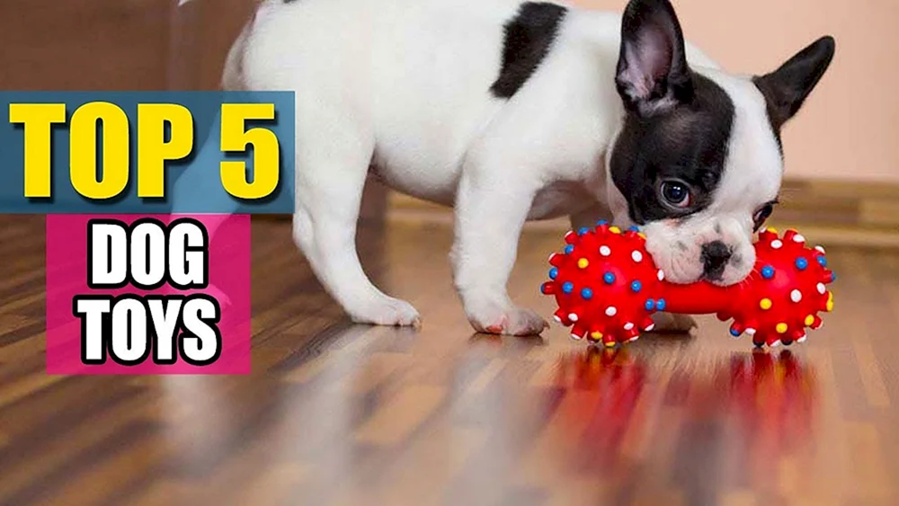 Französische Bulldogge ungeschnitten