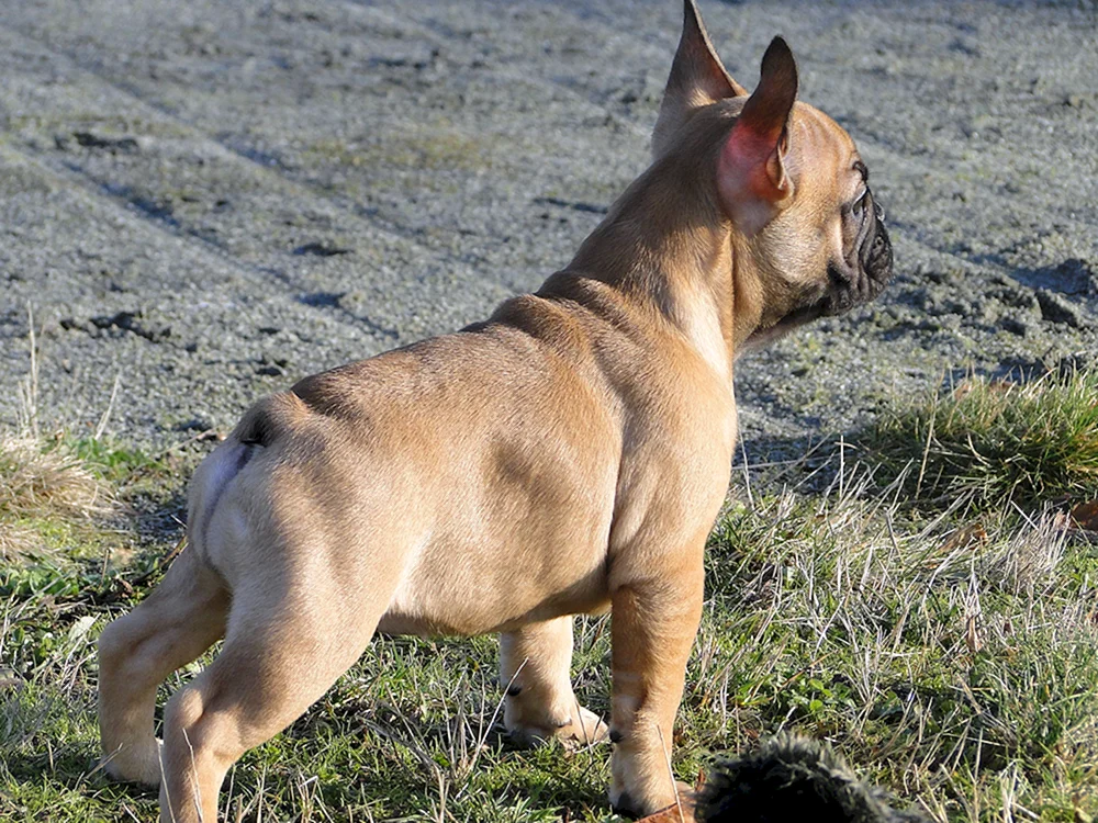Französische Bulldogge ungeschnitten