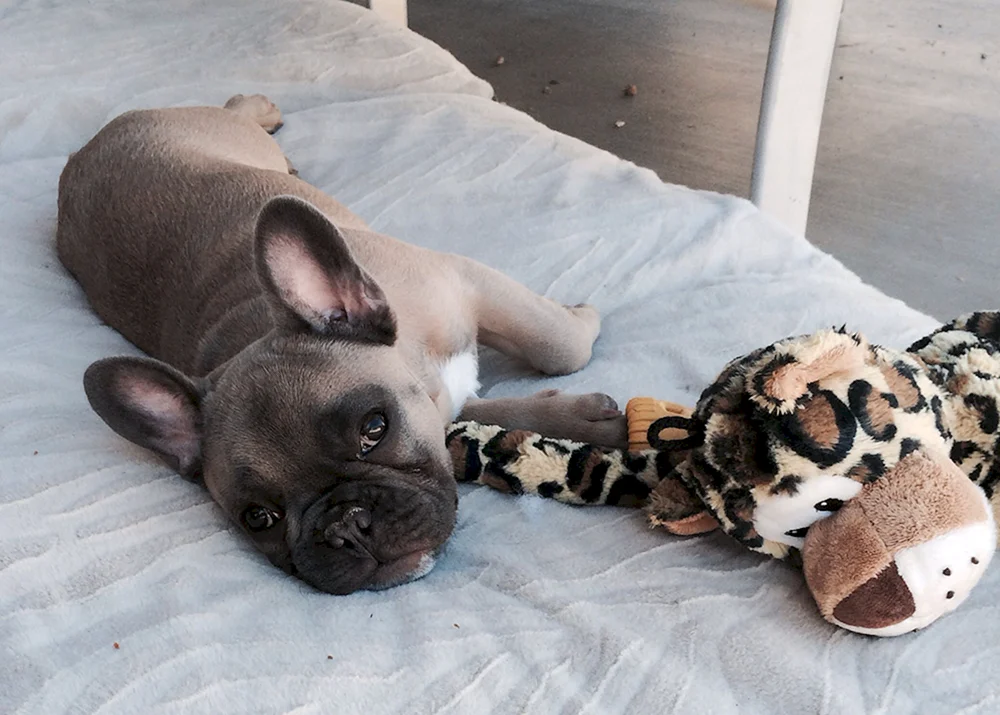 Französische Bulldogge mit Schwanz