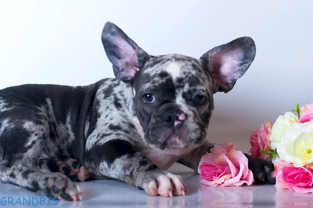 Französische Bulldogge Blue Merle