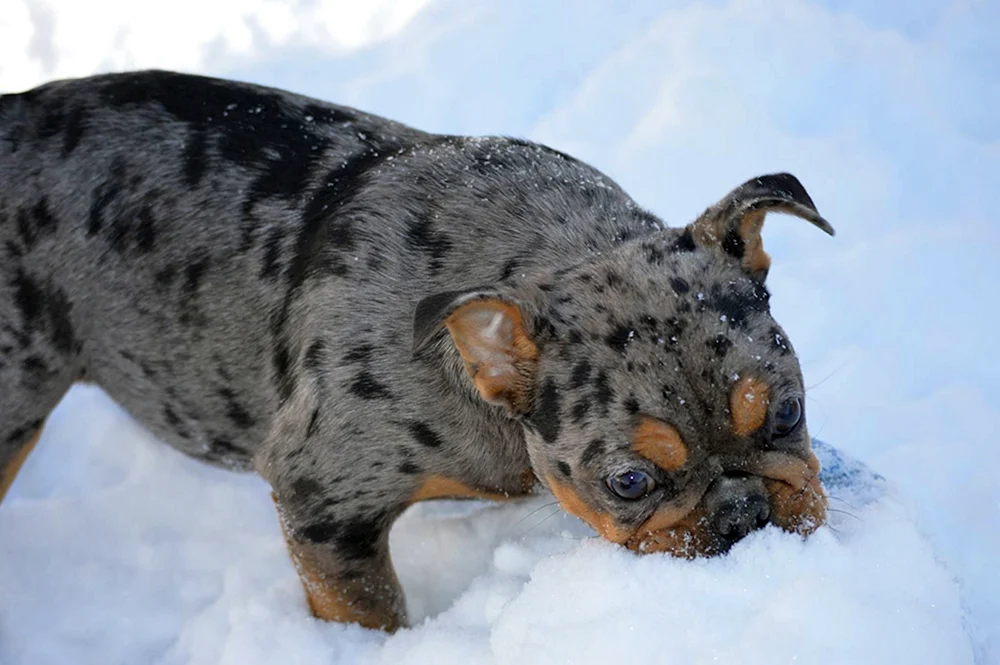 Französische Bulldogge Merle