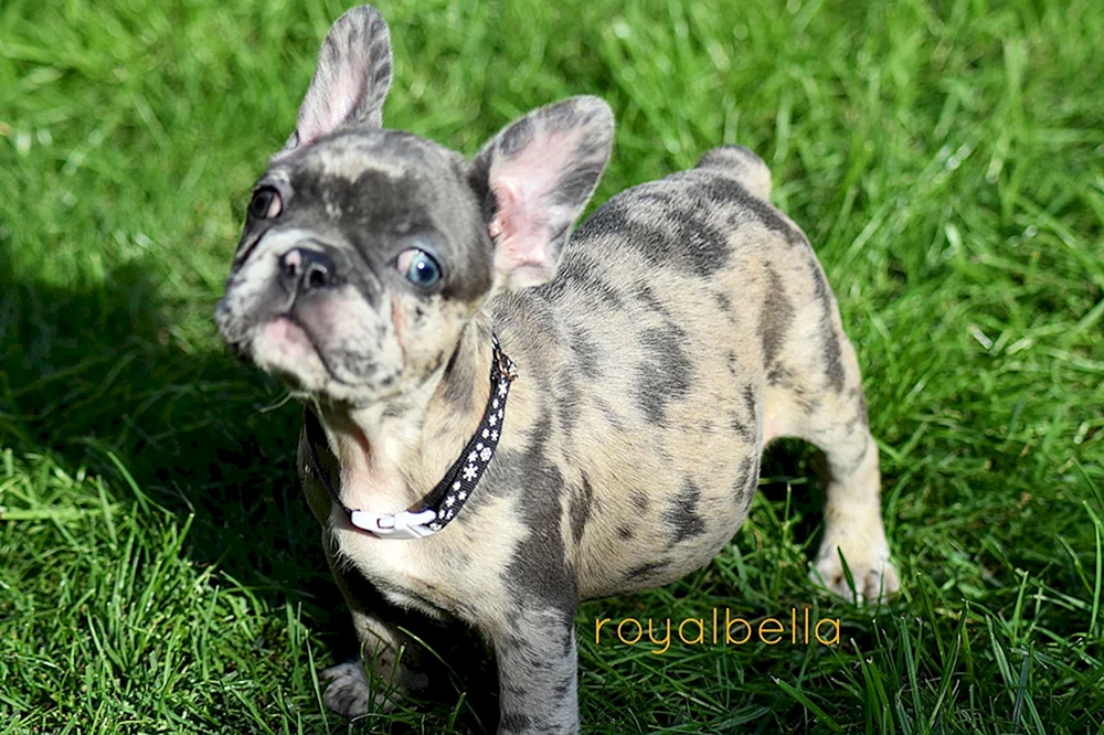 Englische Bulldogge Farbe Merle