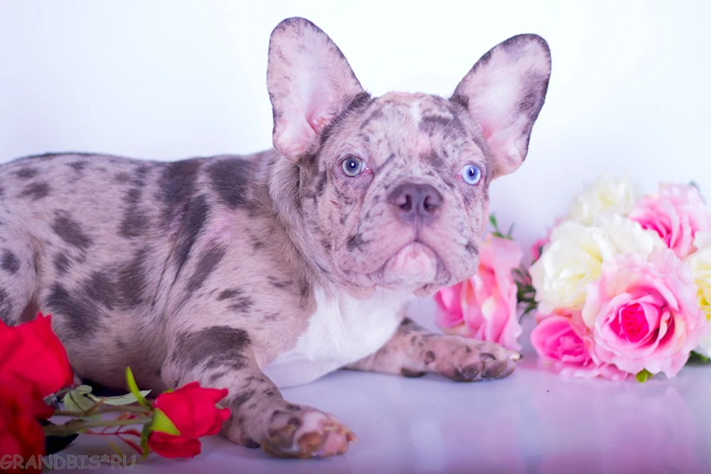 Blaue Merle Bulldogge