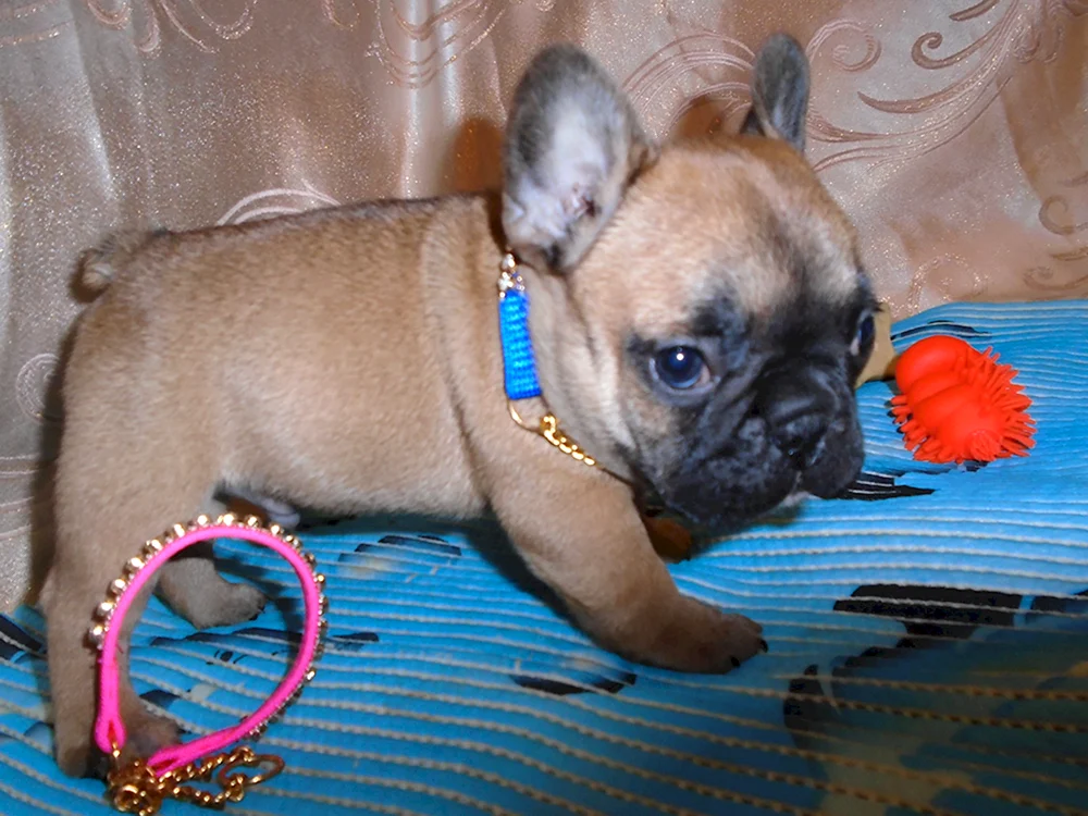 Französische Bulldogge. Bulldogge Fluffy