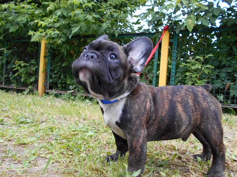 Französische Bulldogge tigerfarbig