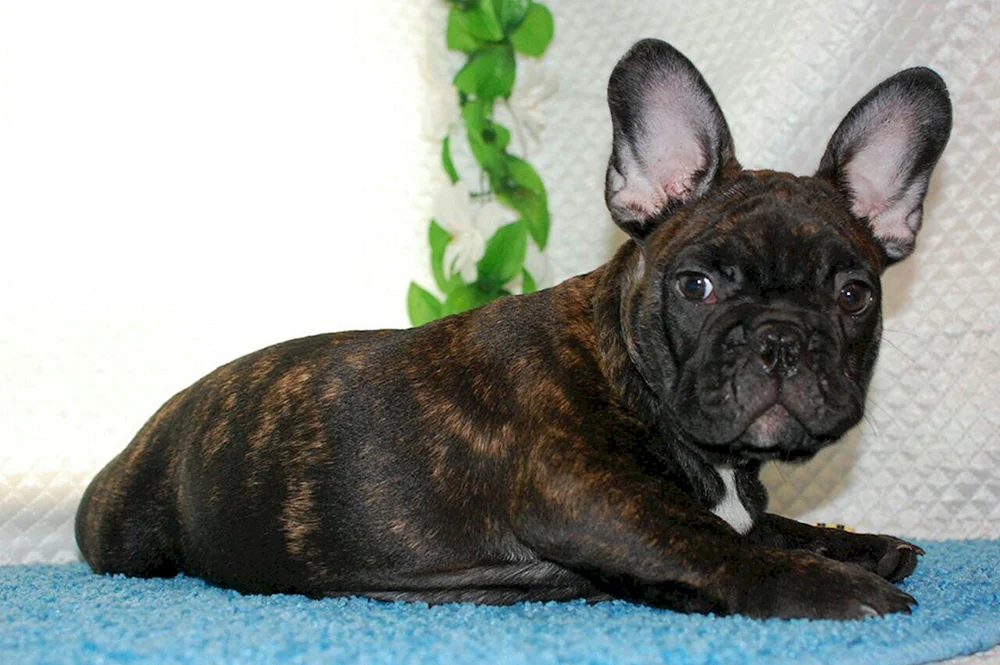 Französische Bulldogge schwarz tigerfarbig