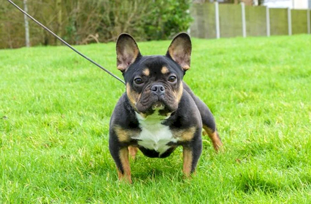 Mops und Chihuahua