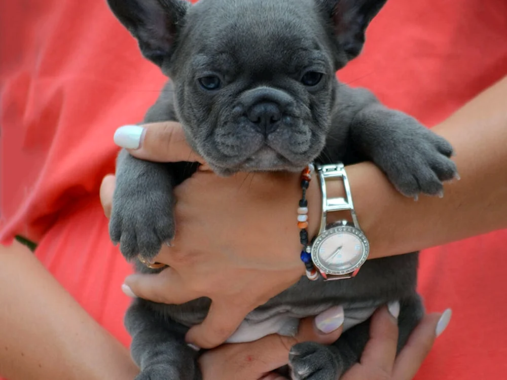 Blaue Französische Bulldogge