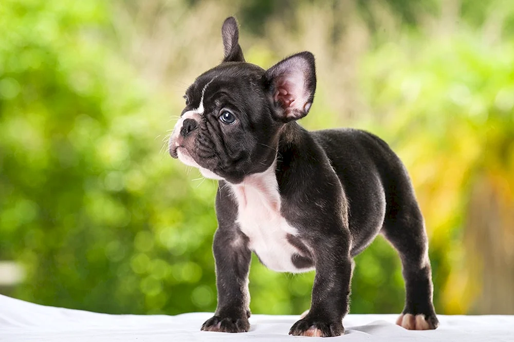 Französische Bulldogge Französische Bulldogge