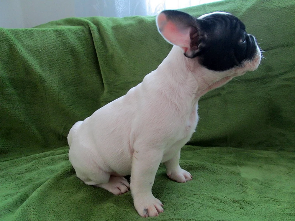 Französische Bulldogge mit Becher