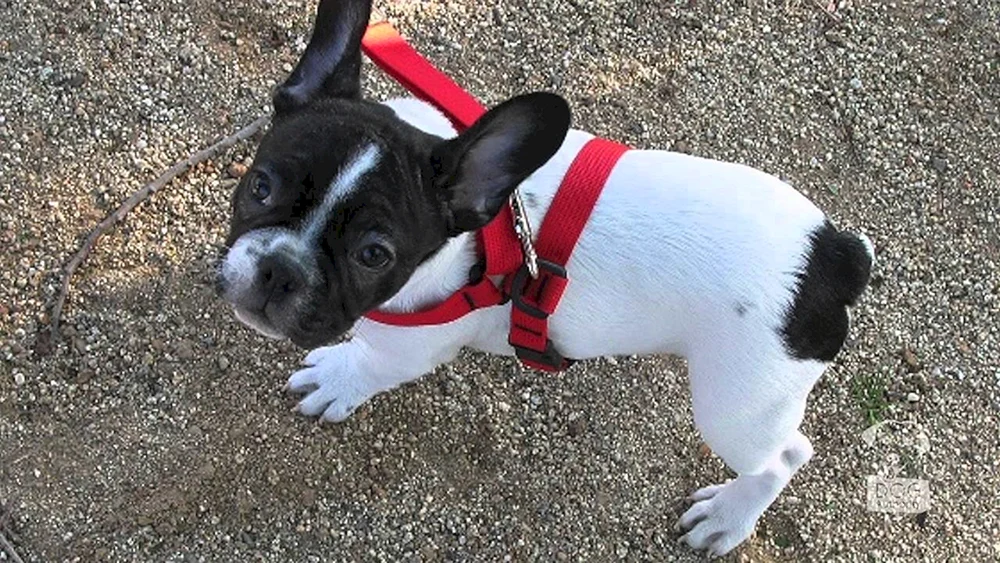 Französische Bulldogge mit Schwanz ungeschnitten