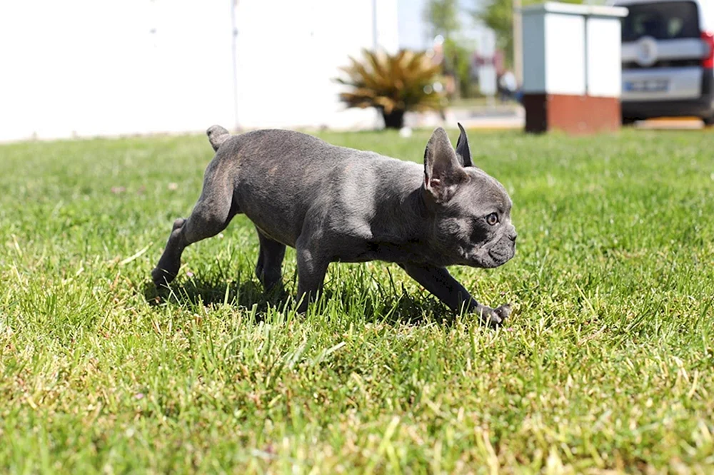 Französische Bulldogge Sable