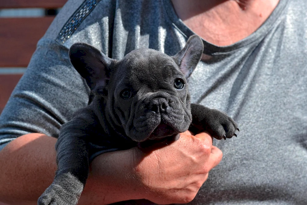 Blaue Spaniel Französische Bulldogge