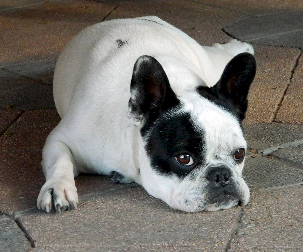 Französische Bulldogge Bulldogge Welpe weiß Französische Bulldogge Albino Französische Bulldogge heller Bulldogge weißer Bulldoggenrüde Französische Bulldogge Welpe weißer Bulldoggenrüde schwarzer Bulldoggenrüde Französische Bulldogge Albino