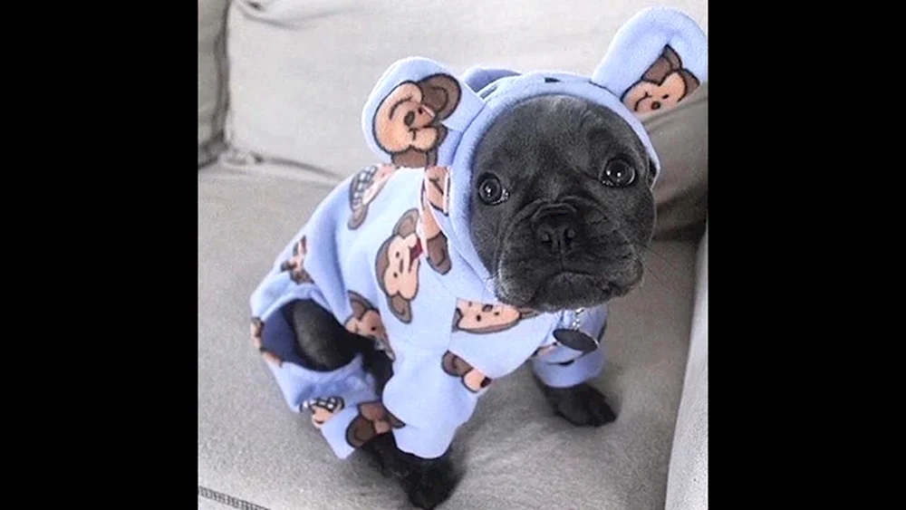 Französische Bulldogge Welpe