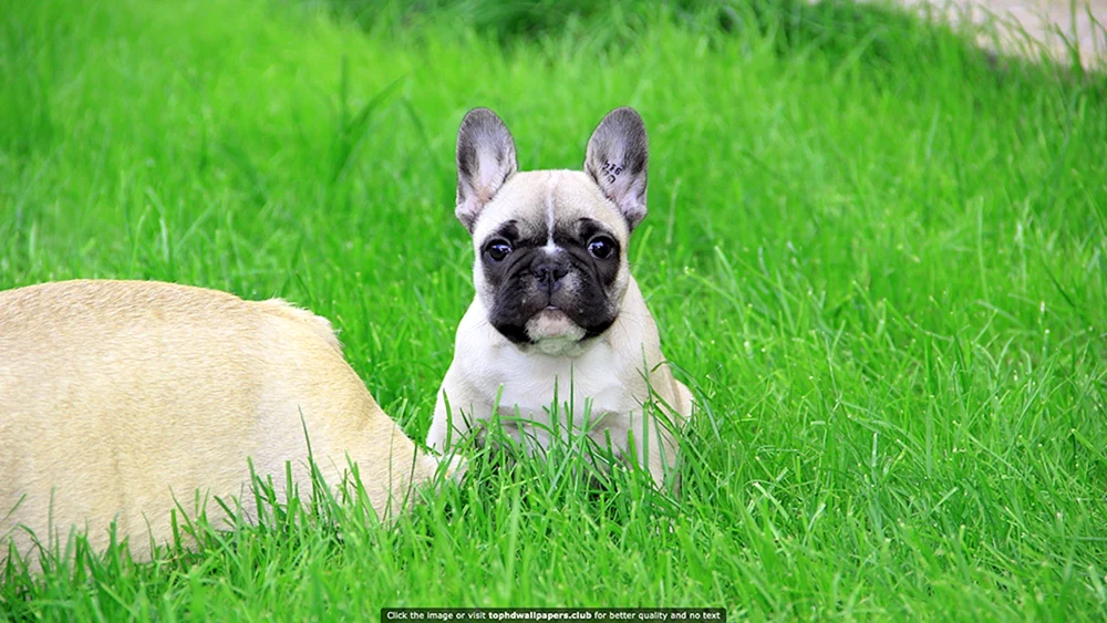Französische Bulldogge Welpe