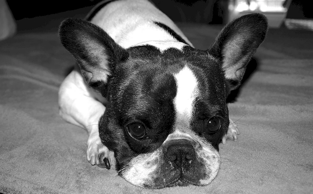 Französische Bulldogge