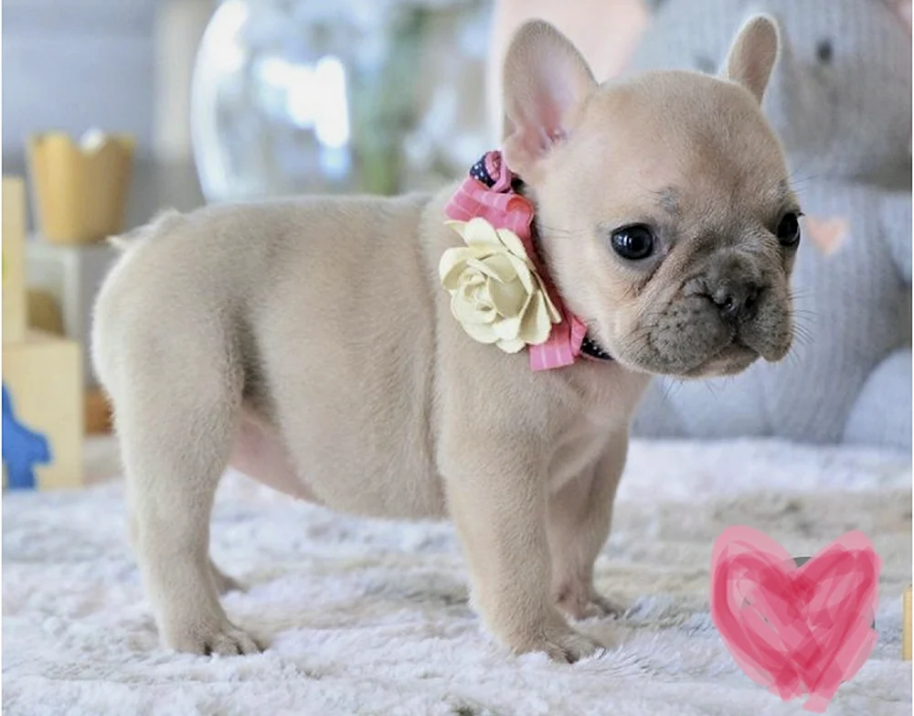 Französische Bulldogge Welpe